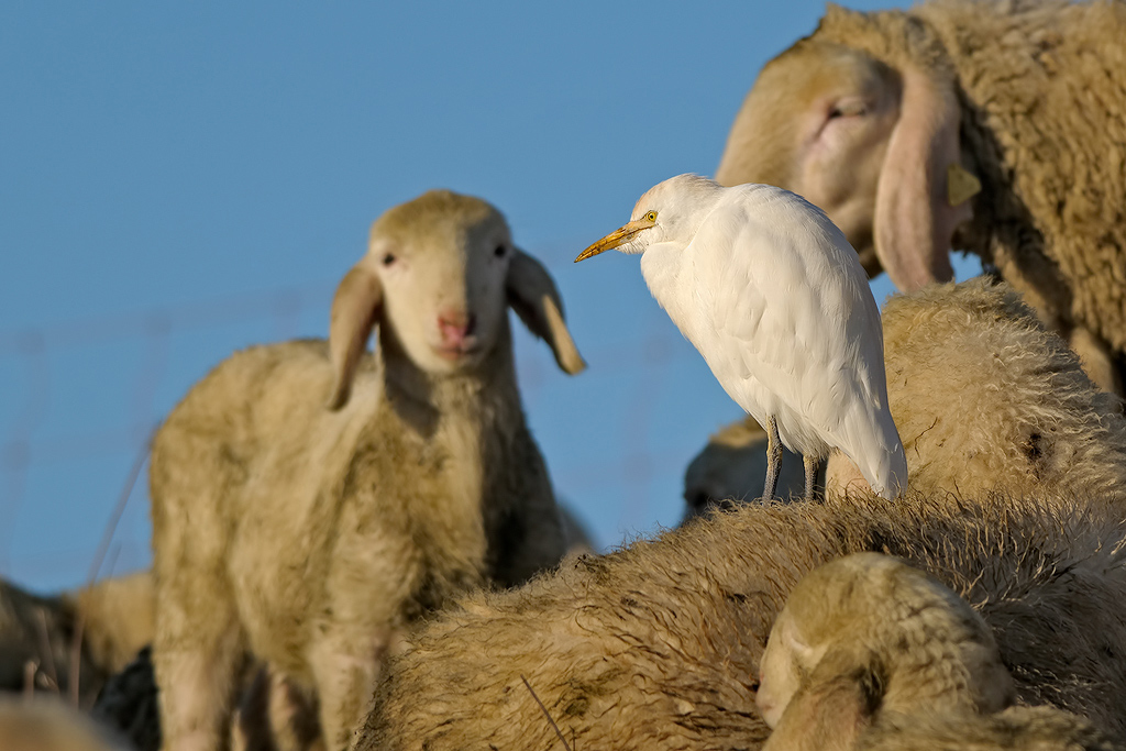 Airone guardabuoi (Bubulcus ibis)